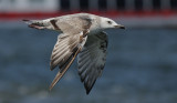 Pontische Meeuw / Caspian Gull / Larus cachinnans