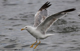 Geelpootmeeuw / Yellow-legged Gull / Larus michahellis