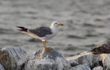 Geelpootmeeuw / Yellow-legged Gull / Larus michahellis