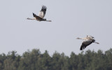 Kraanvogel / Common Crane / Grus grus