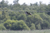Kraanvogel / Common Crane / Grus grus