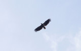 Zeearend / White-tailed Eagle / Haliaeetus albicilla