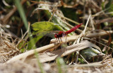 Vuurlibel / Crocothemis erythraea