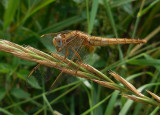 Vuurlibel / Crocothemis erythraea