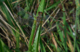 Geelvlekheidelibel / Sympetrum flaveolum