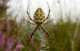 Tijgerspin / Argiope bruennichi