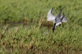 Witwangstern / Whiskered Tern / Chlidonias hybrida