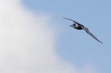 Witvleugelstern / White-winged Tern / Chlidonias leucopterus