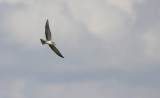Witvleugelstern / White-winged Tern / Chlidonias leucopterus