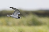 Witwangstern / Whiskered Tern / Chlidonias hybrida