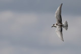 Witwangstern / Whiskered Tern / Chlidonias hybrida