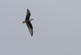 Witvleugelstern / White-winged Tern / Chlidonias leucopterus
