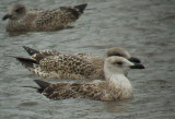 Geelpootmeeuw / Yellow-legged Gull / Larus michahellis