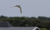 Lachstern / Gull-billed Tern / Gelochelidon nilotica