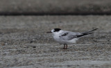 Visdief / Common Tern / Sterna hirundo