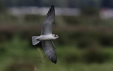 Witvleugelstern / White-winged Tern / Chlidonias leucopterus