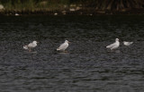 Dunbekmeeuw / Slender-billed Gull / Chroicocephalus genei