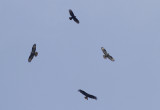 Wespendief / Eurasian Honey Buzzard / Pernis apivorus