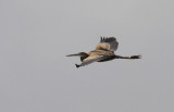 Purperreiger / Purple Heron / Ardea purpurea