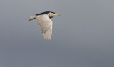 Kwak / Black-crowned Night Heron / Nycticorax nycticorax