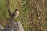 Izabeltapuit / Isabelline Wheatear / Oenanthe isabellina
