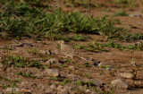 Duinpieper / Tawny Pipit / Anthus campestris