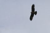 Dwergarend / Booted Eagle / Aquila pennata