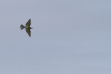 Bijeneter / European Bee-eater / Merops apiaster