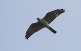 Balkansperwer / Levant Sparrowhawk / Accipiter brevipes
