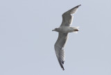 Armeense Meeuw / Armenian Gull / Larus armenicus