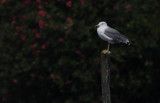 Armeense Meeuw / Armenian Gull / Larus armenicus