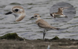 Tibetaanse Plevier / Lesser Sand Plover / Charadrius m. atrifrons