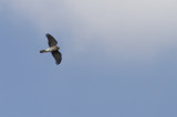 Sperwer / Eurasian Sparrowhawk / Accipiter nisus