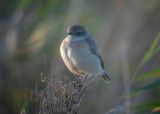 Stejnegers Roodborsttapuit / Stejnegers Stonechat / Saxicola maurus stejnegeri