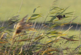 Stejnegers Roodborsttapuit / Stejnegers Stonechat / Saxicola maurus stejnegeri