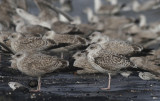 Zilvermeeuw / Herring Gull / Larus argentatus