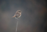 Turkestaanse Klauwier? / Turkestan Shrike / Lanius phoenicuroides