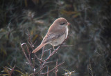 Turkestaanse Klauwier? / Turkestan Shrike / Lanius phoenicuroides