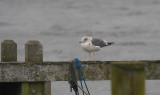 Kleine Mantelmeeuw / Lesser Black-backed Gull / Larus fuscus ssp.