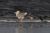 Zilvermeeuw / Herring Gull / Larus a. argentatus