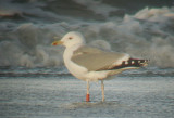 Geringde vogels