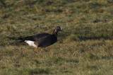 Brandgans x Dwerggans / Barnacle x Lesser White-fronted Goose / Branta leucopsis x Anser erythropus