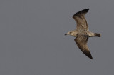 Zilvermeeuw / Herring Gull / Larus a. argentatus