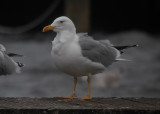 Geelpootmeeuw / Yellow-legged Gull / Larus michahellis