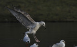 Pontische Meeuw / Caspian Gull / Larus cachinnans