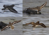 Amerikaanse Oeverloper / Spotted Sandpiper / Actitis macularius