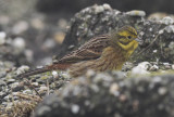 Geelgors / Yellowhammer / Emberiza citrinella