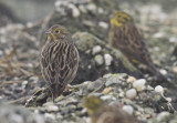 Geelgors / Yellowhammer / Emberiza citrinella