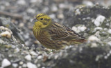 Geelgors / Yellowhammer / Emberiza citrinella