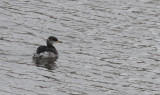 Roodhalsfuut / Red-necked Grebe / Podiceps grisegena